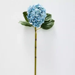 Hydrangea Flower