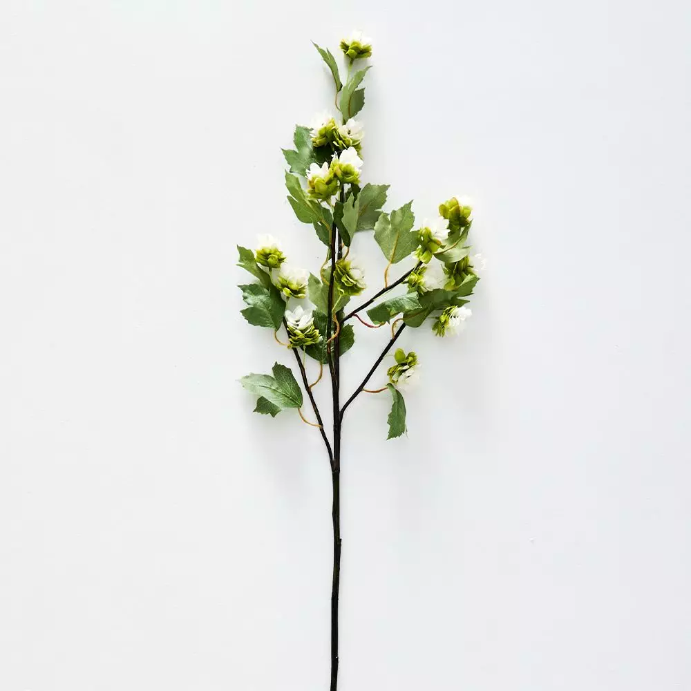 Humulus Stem 3 Humulus Stem