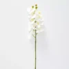 Orchid Stem 1 Orchid Stem -Home Furnishing Store 1117256710 aa