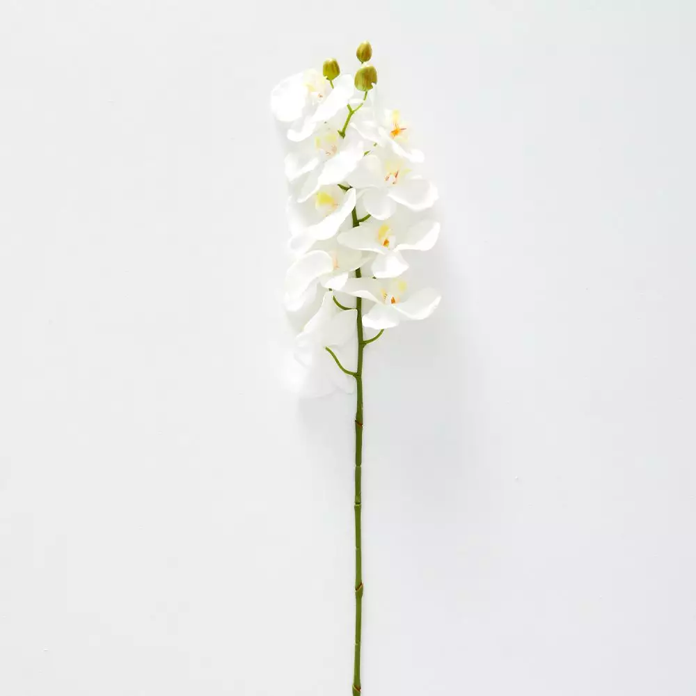 Orchid Stem 3 Orchid Stem