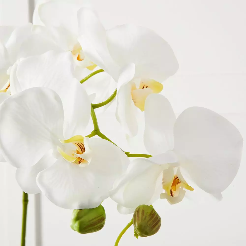 Orchid Stem 6 Orchid Stem - Image 4