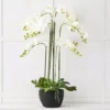 Blume 9 Stem Orchid -Home Furnishing Store 1117259428 A