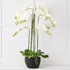 Blume 9 Stem Orchid
