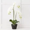 Blume 3 Stem Orchid -Home Furnishing Store 1117259429 A