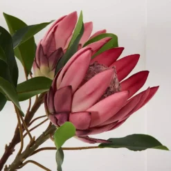 Protea Flower -Home Furnishing Store 1117259914 B