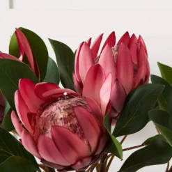 Protea Flower -Home Furnishing Store 1117259914 C