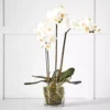 Potted Orchid 2 Potted Orchid -Home Furnishing Store 1117260073 a