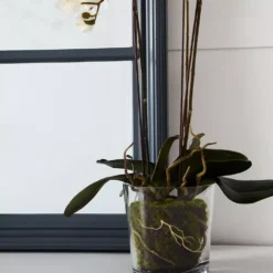 Martinique Mirror -Home Furnishing Store 1117260824 c