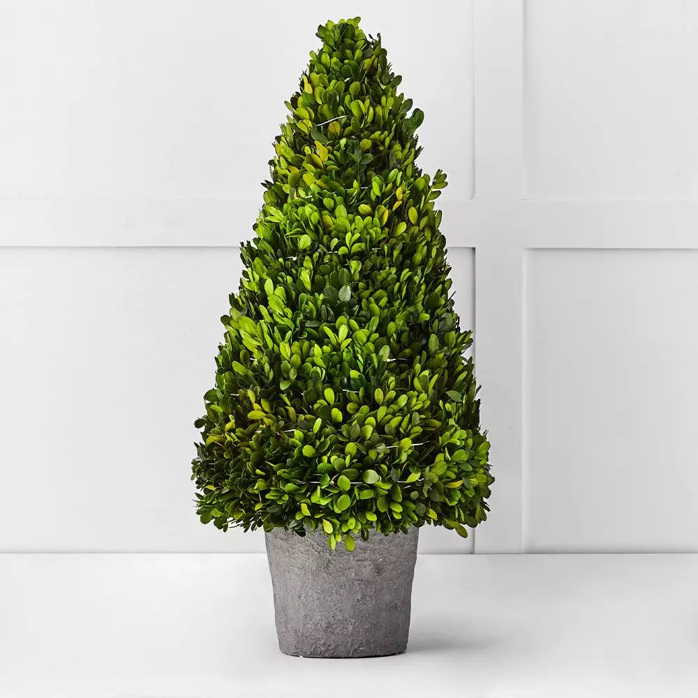 Boxwood Fairy Light Tree 66cm 4 Boxwood Fairy Light Tree 66cm - Image 2