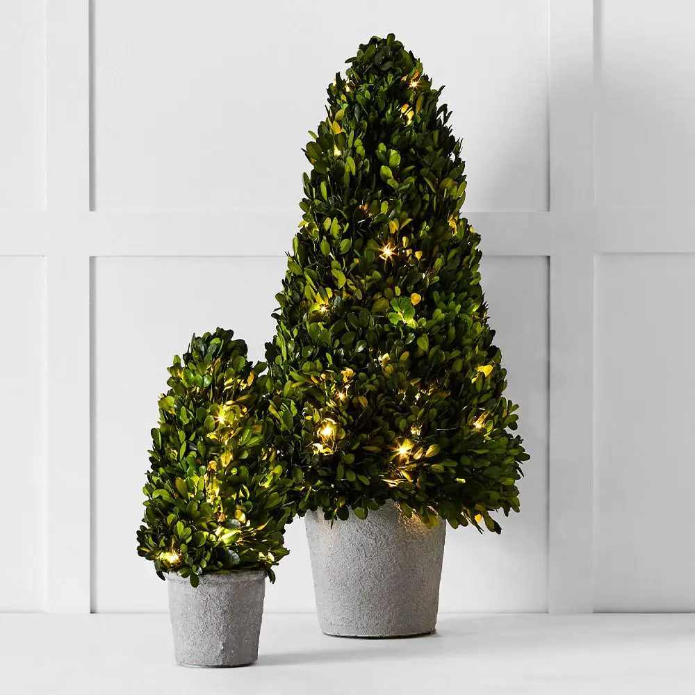 Boxwood Fairy Light Tree 66cm 5 Boxwood Fairy Light Tree 66cm - Image 3