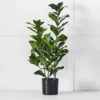 Potted Emperor Plant -Home Furnishing Store 1117261451 a