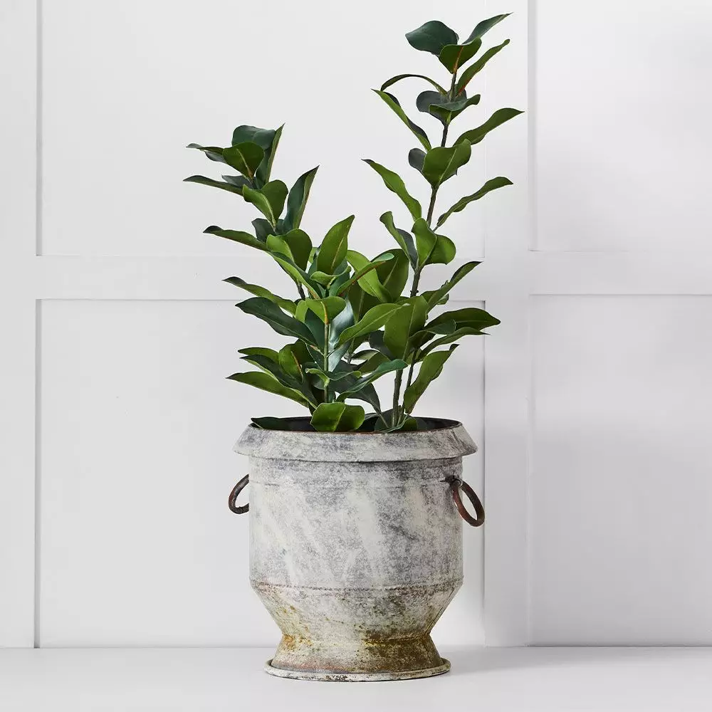 Potted Emperor Plant 4 Potted Emperor Plant - Image 2